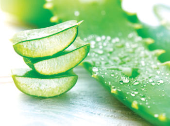 aloe-vera